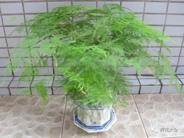 白掌风水摆放三不要（家里养这25种花，招财进宝、荣华富贵！）