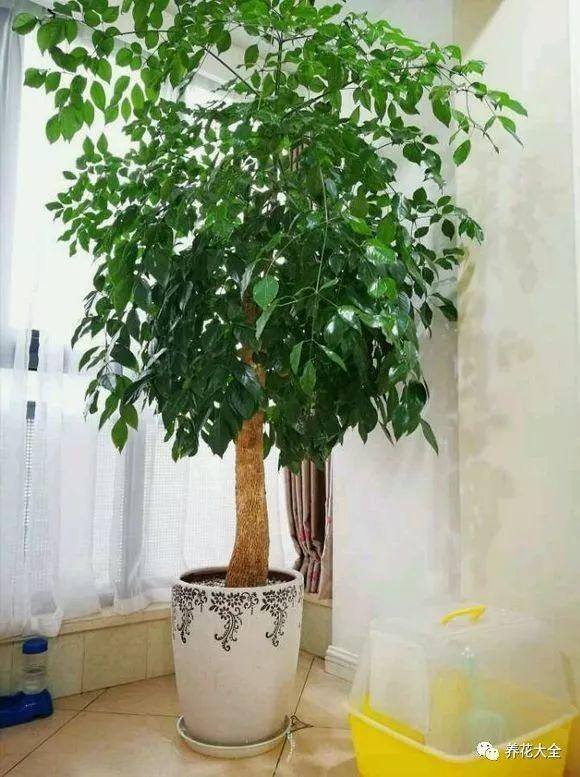 白掌风水摆放三不要（家里养这25种花，招财进宝、荣华富贵！）