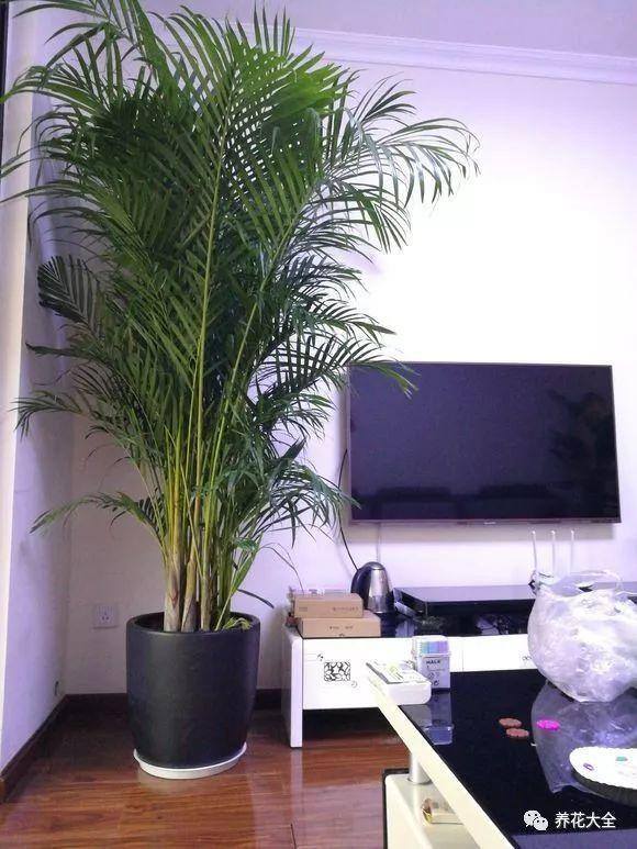 白掌风水摆放三不要（家里养这25种花，招财进宝、荣华富贵！）