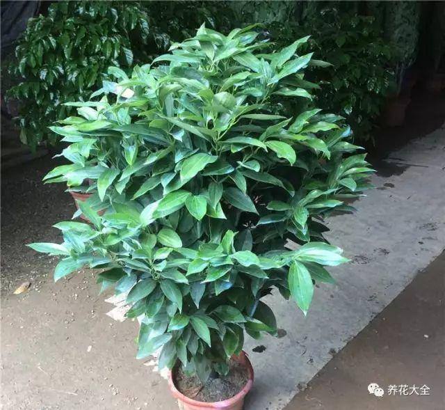 白掌风水摆放三不要（家里养这25种花，招财进宝、荣华富贵！）