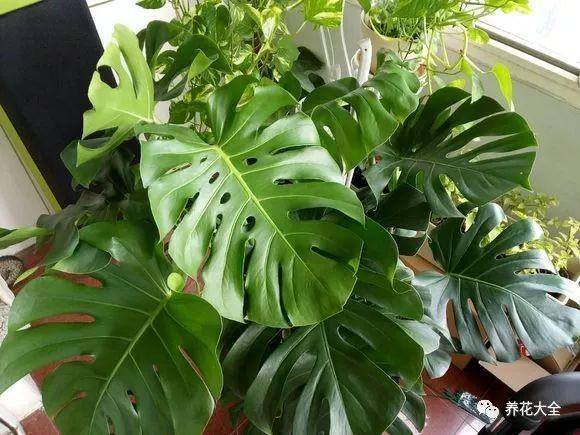 白掌风水摆放三不要（家里养这25种花，招财进宝、荣华富贵！）