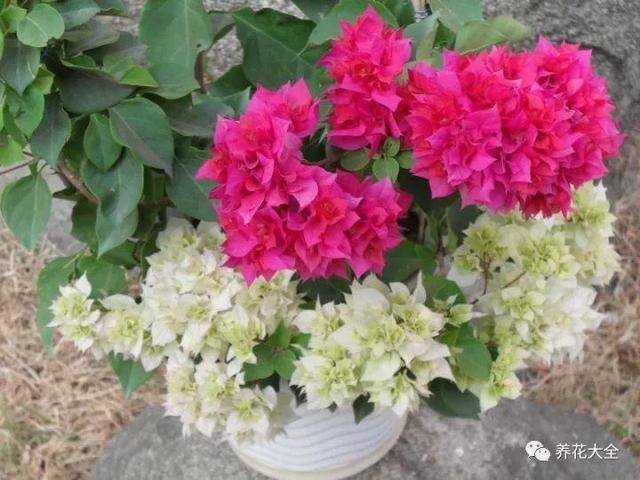 白掌风水摆放三不要（家里养这25种花，招财进宝、荣华富贵！）