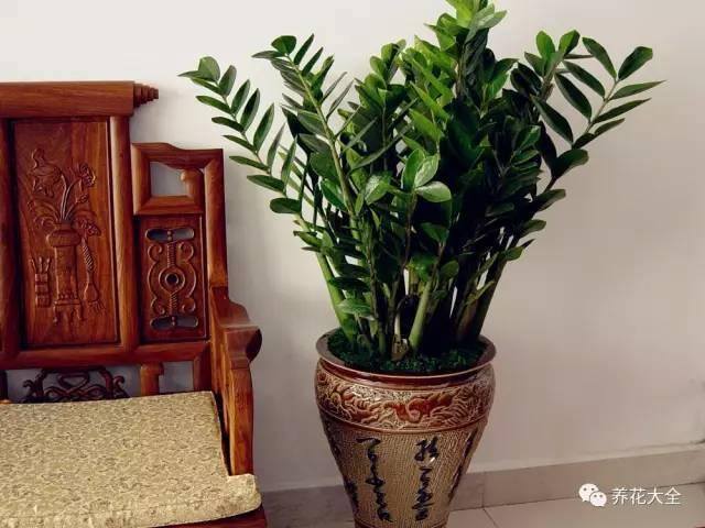 白掌风水摆放三不要（家里养这25种花，招财进宝、荣华富贵！）