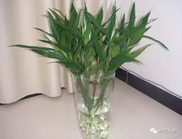 白掌风水摆放三不要（家里养这25种花，招财进宝、荣华富贵！）