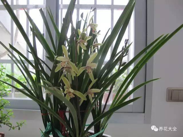白掌风水摆放三不要（家里养这25种花，招财进宝、荣华富贵！）