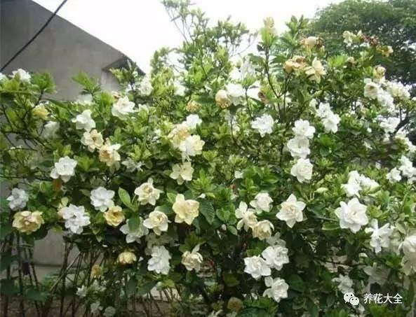 白掌风水摆放三不要（家里养这25种花，招财进宝、荣华富贵！）