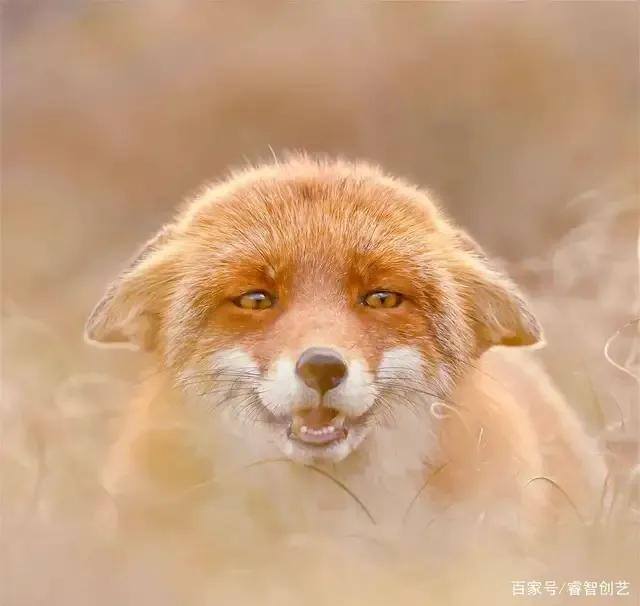 家里养只九尾狐gl（容易读错的地名，你知道哪些？）