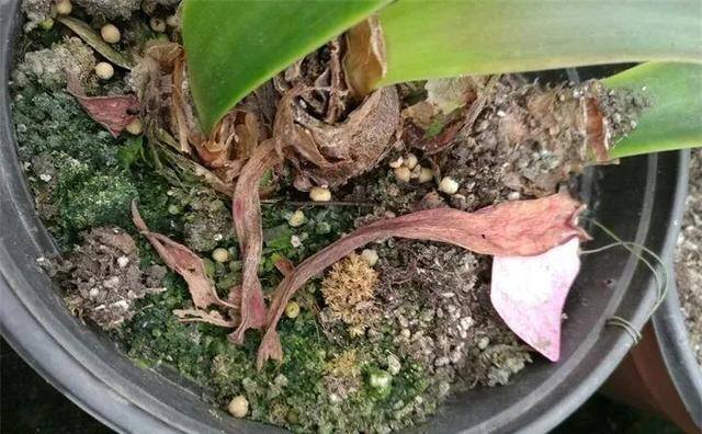种花赚钱的软件（家里养芦荟，养成这样，一盆变多盆！）