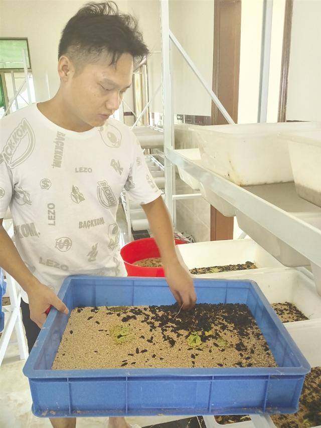养蛋白虫能挣钱吗（男子养殖蛋白虫死亡率高达90%）