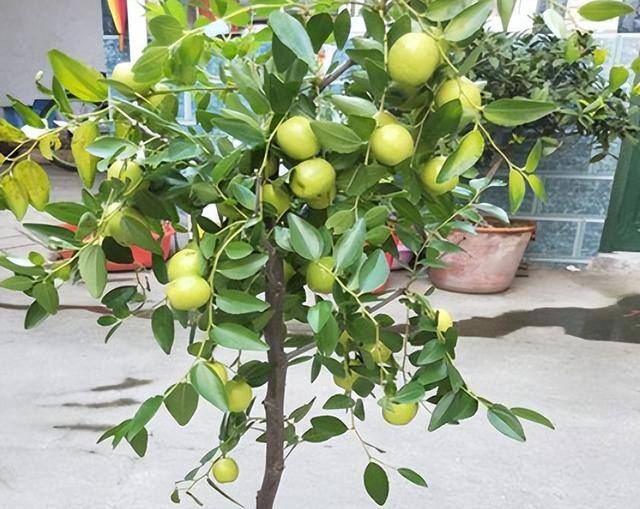 小型室内种植致富（阳台种上这几种水果树，果子多又甜蜜，好吃又好看！）