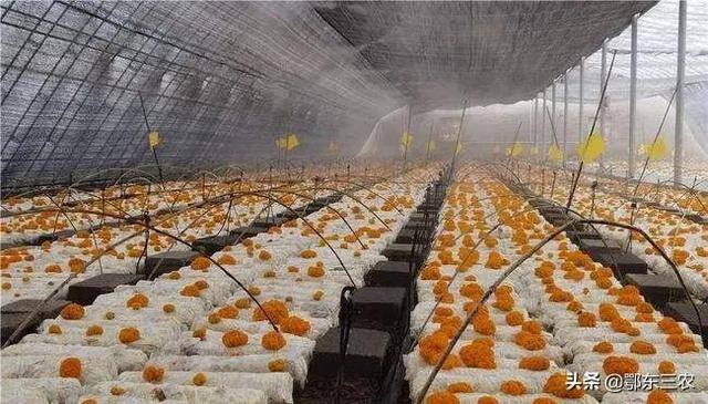 金耳菌种植挣钱吗（“金耳”与其它颜色的木耳有什么区别吗？）