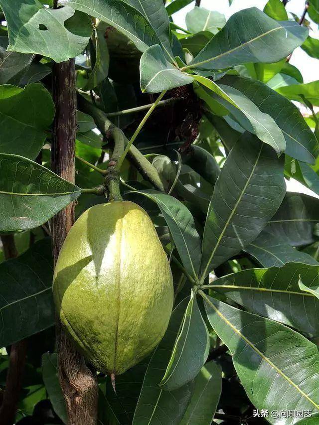 发财树会开花吗（发财树能结果子，种子泡在水中，泡上24小时，成活率百分百）