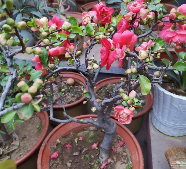海棠花的种植方法及养护（养海棠盆栽，几个关键养护要做对，才能大量开花）