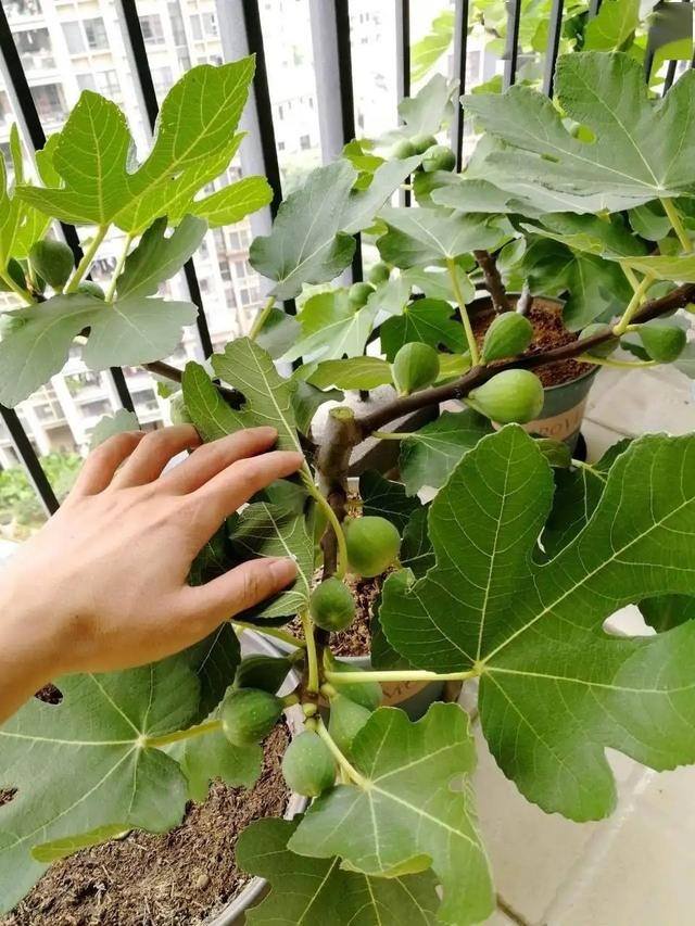 小型室内种植致富（阳台种上这几种水果树，果子多又甜蜜，好吃又好看！）