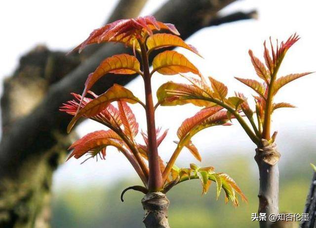 未来十年种什么树最赚钱（2021年种什么树有“钱”途？这几种树，建议农村人种植，很值钱！）