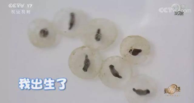 浙江女孩养殖蟾蜍致富（青蛙市场价格暴跌）