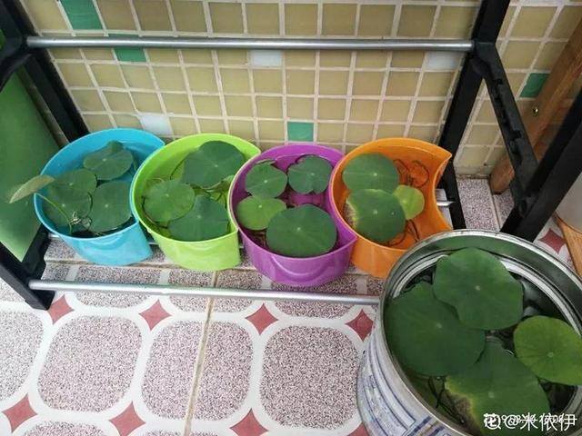 种花赚钱的软件（家里养芦荟，养成这样，一盆变多盆！）