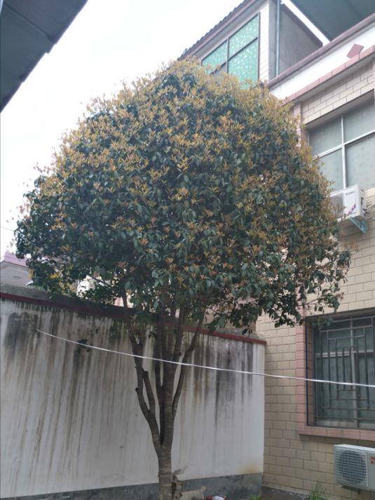 最旺运的风水树（家里养这5种树，好看又好闻，好看又大气！）