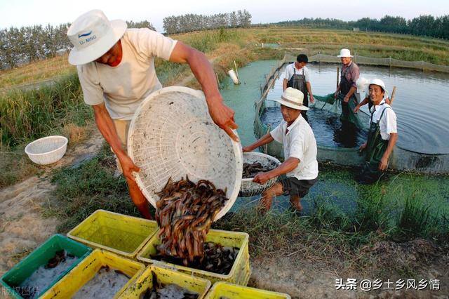 泥鳅饲养（泥鳅的养殖技术）