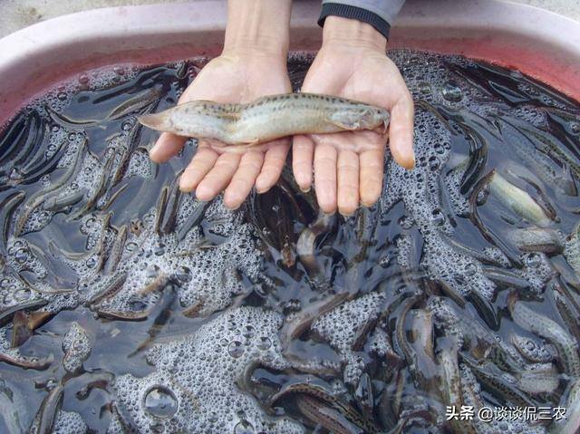 泥鳅养殖成本（亩产3000斤，一斤20元，养泥鳅赚大钱）