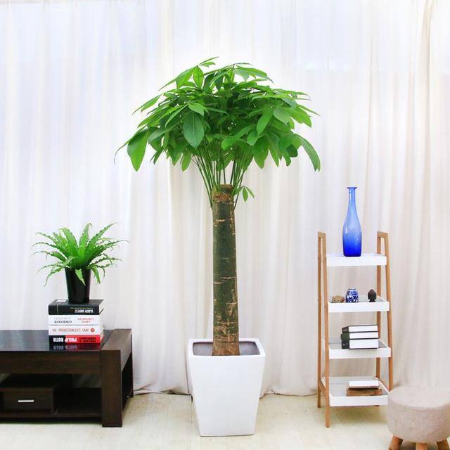 客厅种什么树风水好又旺财（5种适合摆在客厅的大树盆栽，寓意吉祥，）