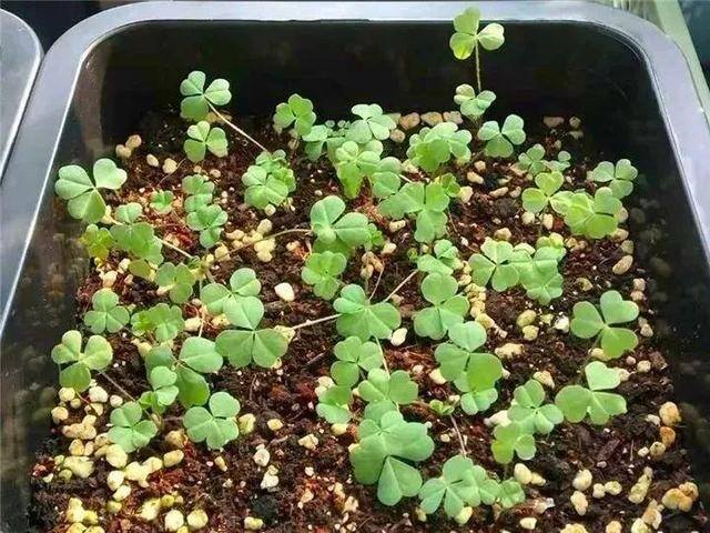 种花赚钱的软件（家里养芦荟，养成这样，一盆变多盆！）