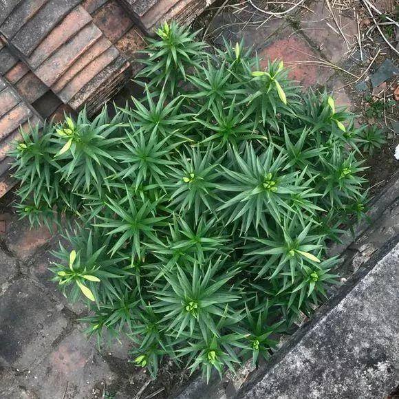 种花赚钱的软件（家里养芦荟，养成这样，一盆变多盆！）