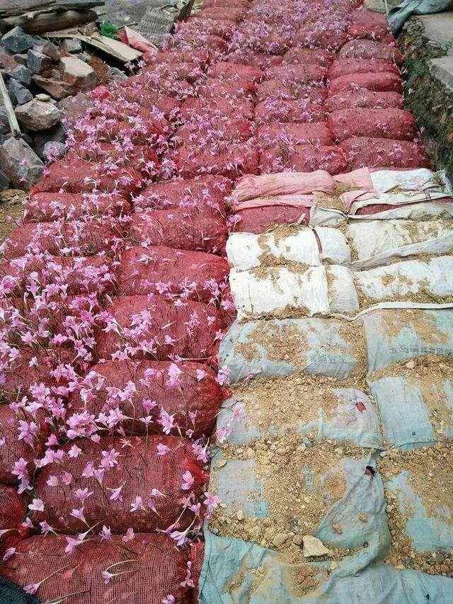 种花赚钱的软件（家里养芦荟，养成这样，一盆变多盆！）