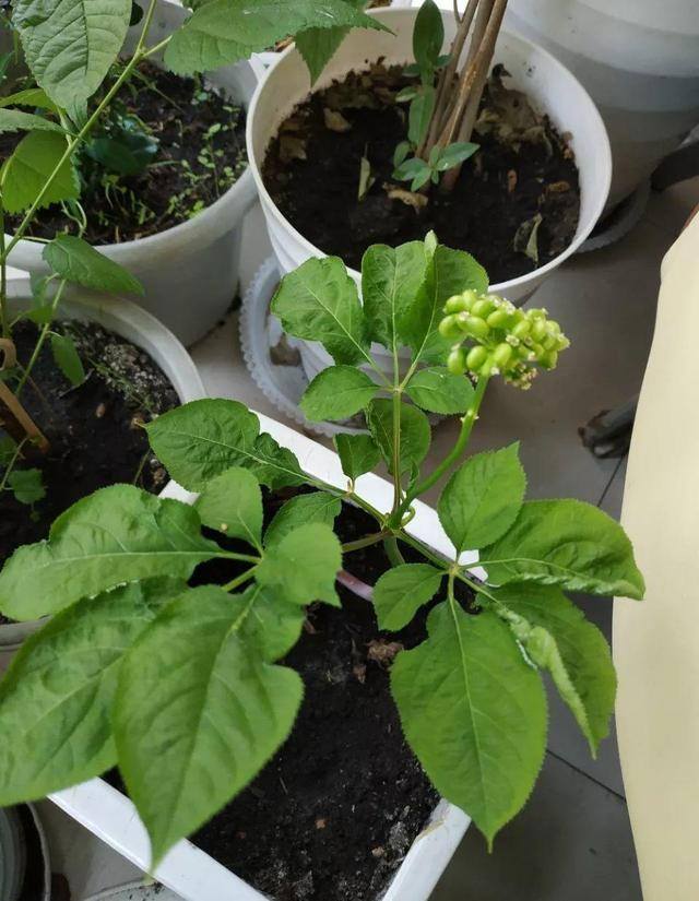 灵芝的栽培养殖方法（这5种花，又好看又能当药材，养一盆身体倍棒！）