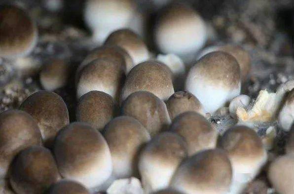 种蘑菇一年能挣多少钱（95后小哥回到农村老家种植平菇3个大棚半年赚了20万）