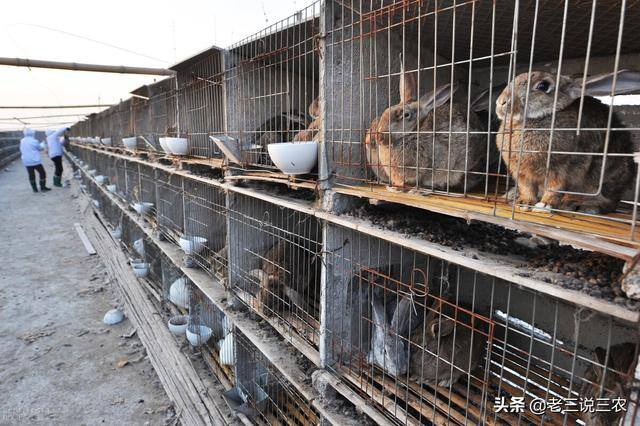 兔子养殖的利润怎么样（养兔想赚钱，选择好品种是成功的一半）