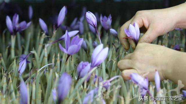 种地一亩地可以赚多少钱（种植藏红花的注意事项）