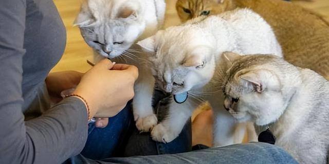 养猫好吗（养猫有这7大好处！不瞒你说，这是有科学依据的，别不信！）