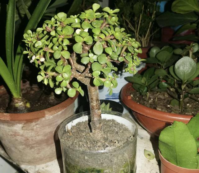 进门放什么植物风水好（“富不富，门前树”，家里养4种树，旺运增财气，寓意好！）