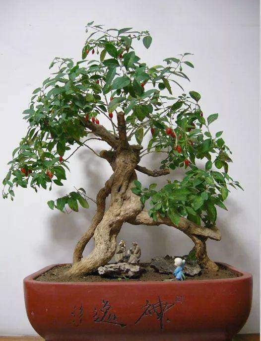 灵芝的栽培养殖方法（这5种花，又好看又能当药材，养一盆身体倍棒！）