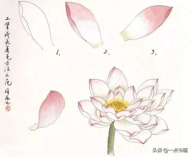 荷花怎么画漂亮又复杂（写意荷花的画法）