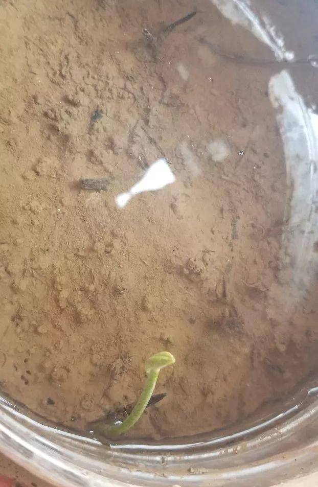种花赚钱的软件（家里养芦荟，养成这样，一盆变多盆！）