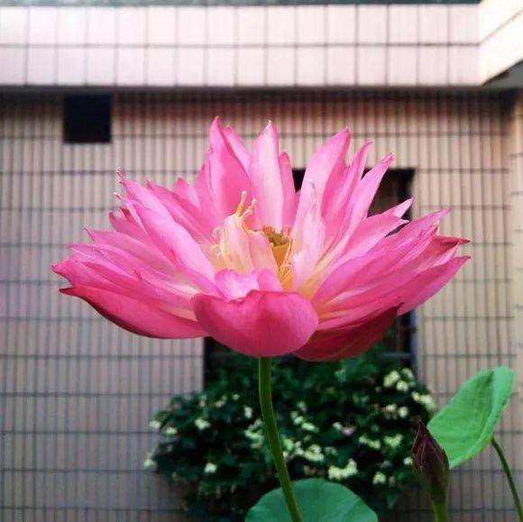 种花赚钱的软件（家里养芦荟，养成这样，一盆变多盆！）