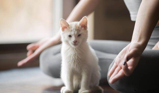养猫好吗（养猫有这7大好处！不瞒你说，这是有科学依据的，别不信！）