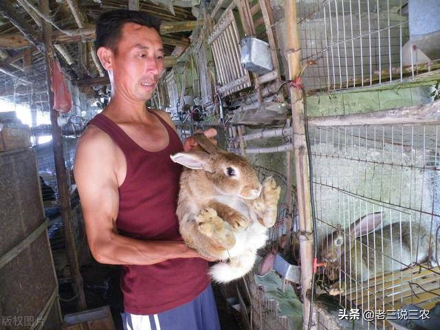 兔子养殖的利润怎么样（养兔想赚钱，选择好品种是成功的一半）
