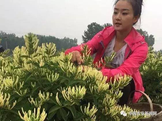 种植什么药材最赚钱（农民种植什么中药材比较好）