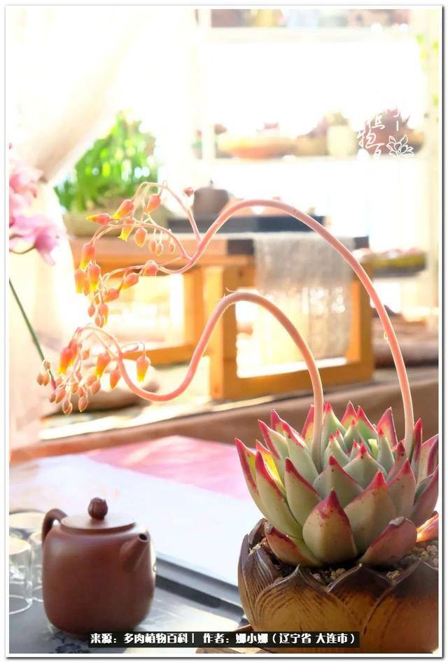 七彩糯糯摆摊挣钱吗（【娜小娜的生活日记】）