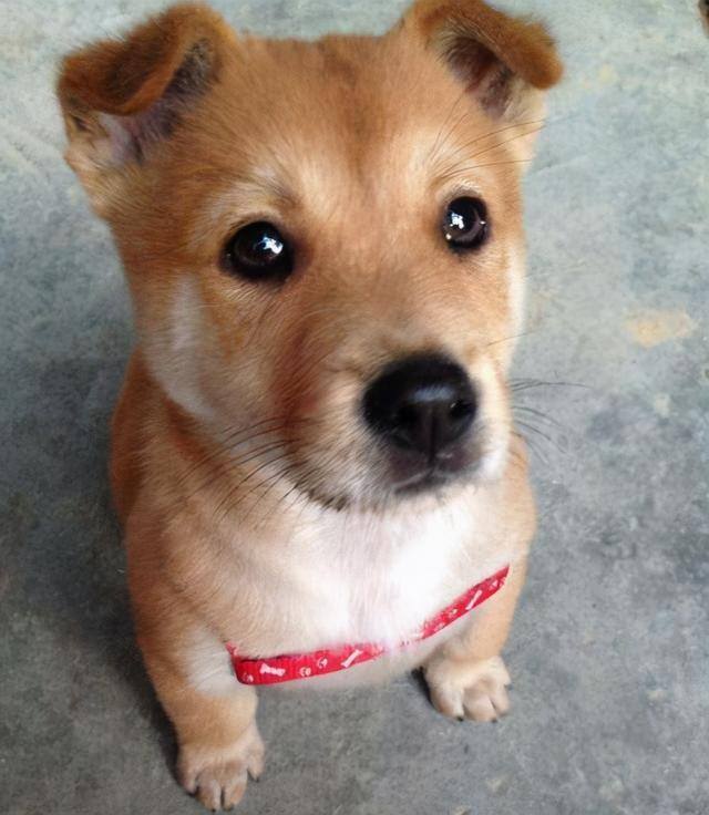 新手适合养什么狗（最好养的6种宠物犬，给它们吃的就能养活，很适合新手饲养！）