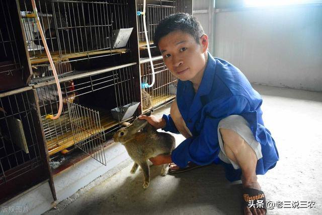 兔子养殖的利润怎么样（养兔想赚钱，选择好品种是成功的一半）