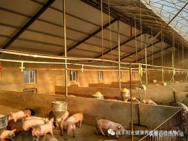 养10头母猪一年的利润（50头母猪的盈利模式）