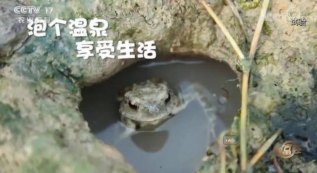 浙江女孩养殖蟾蜍致富（青蛙市场价格暴跌）