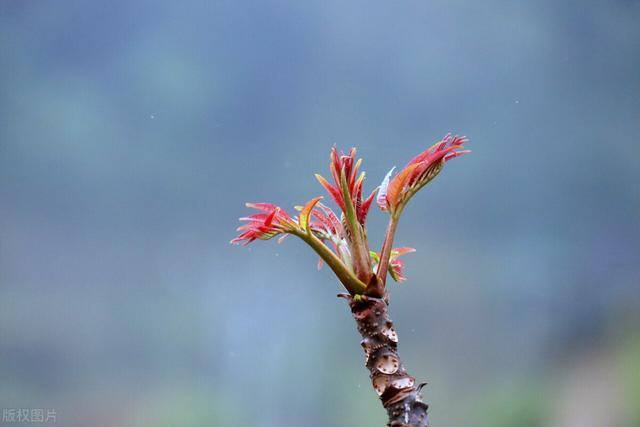 农作物种植什么赚钱（口罩事件之后，农村种植什么蔬菜比较好？）