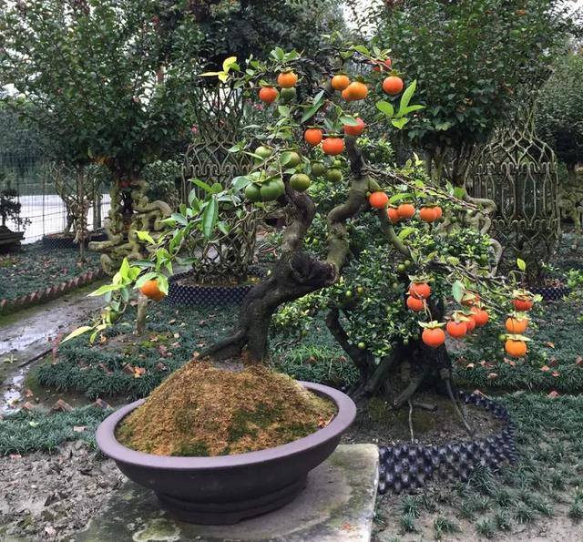 家里种什么树风水好又旺财（家里种这几种树，寓意着吉利，多福又多寿，后代不可缺少）