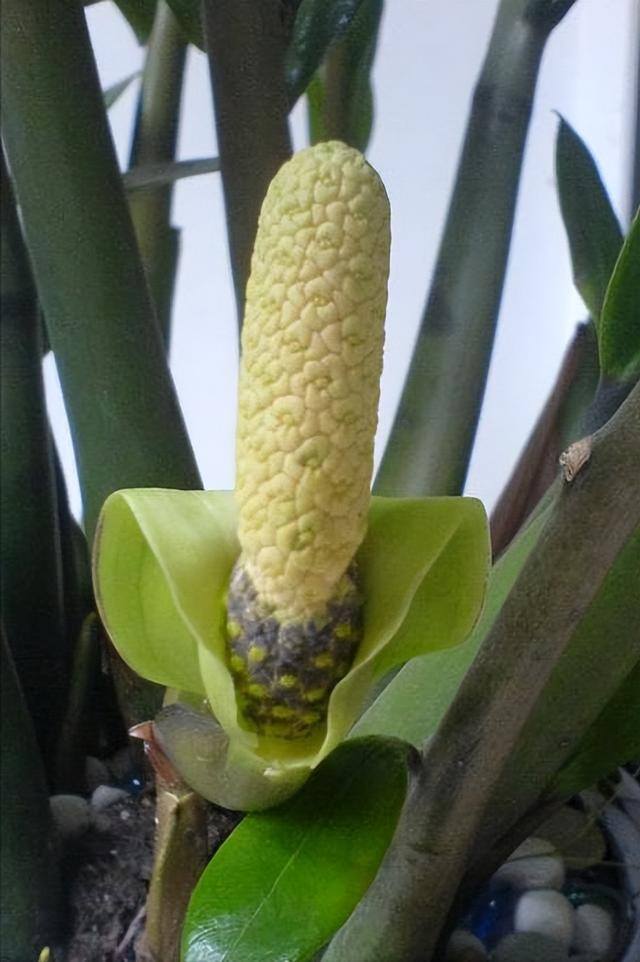 适合客厅养的大型植物有哪些（家里养这几种树，好兆头！）