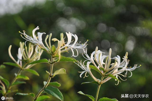 种植药材哪个最赚钱（种植什么药材赚钱多）